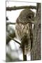 Barred Owl-Linda Wright-Mounted Photographic Print