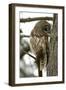 Barred Owl-Linda Wright-Framed Photographic Print