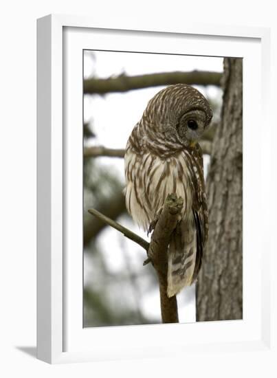 Barred Owl-Linda Wright-Framed Photographic Print