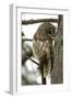 Barred Owl-Linda Wright-Framed Photographic Print