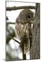 Barred Owl-Linda Wright-Mounted Photographic Print