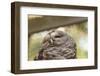 Barred Owl-FrozenTime-Framed Photographic Print