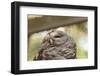 Barred Owl-FrozenTime-Framed Photographic Print