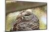 Barred Owl-FrozenTime-Mounted Photographic Print