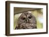 Barred Owl-FrozenTime-Framed Photographic Print