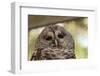 Barred Owl-FrozenTime-Framed Photographic Print