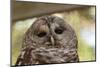 Barred Owl-FrozenTime-Mounted Photographic Print