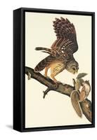 Barred Owl-John James Audubon-Framed Stretched Canvas