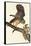 Barred Owl-John James Audubon-Framed Stretched Canvas