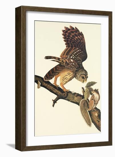 Barred Owl-John James Audubon-Framed Art Print