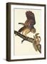 Barred Owl-John James Audubon-Framed Art Print