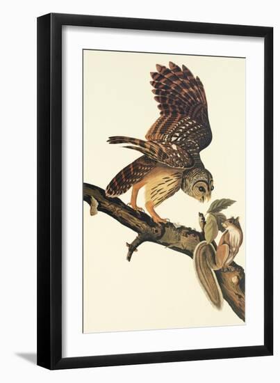 Barred Owl-John James Audubon-Framed Art Print