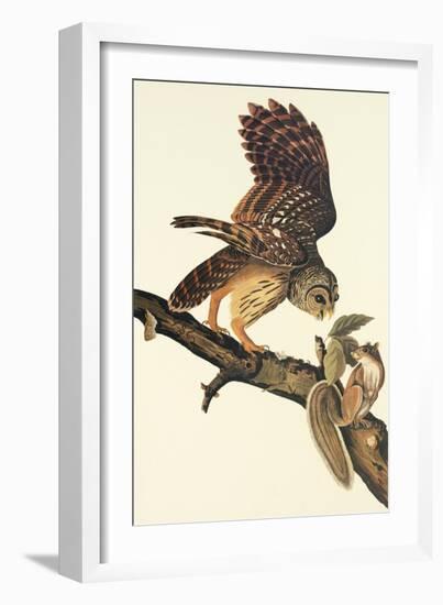 Barred Owl-John James Audubon-Framed Art Print