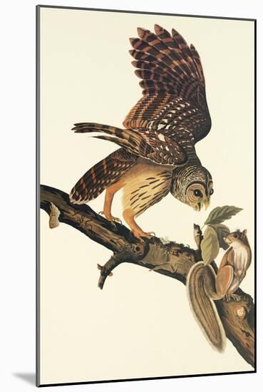 Barred Owl-John James Audubon-Mounted Art Print