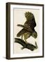 Barred Owl-John James Audubon-Framed Art Print