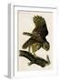 Barred Owl-John James Audubon-Framed Art Print