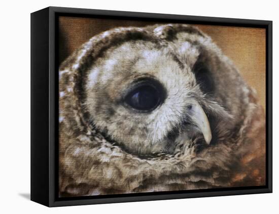 Barred Owl-Jai Johnson-Framed Stretched Canvas