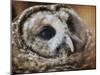 Barred Owl-Jai Johnson-Mounted Giclee Print