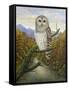 Barred Owl-Robert Wavra-Framed Stretched Canvas