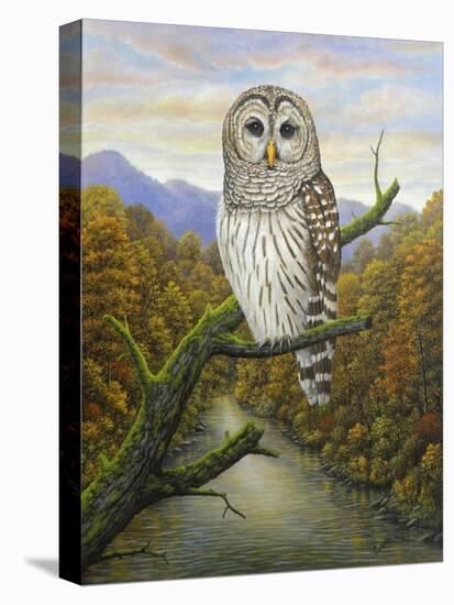 Barred Owl-Robert Wavra-Stretched Canvas