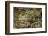 Barred Serrano-Hal Beral-Framed Photographic Print