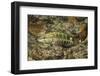 Barred Serrano-Hal Beral-Framed Photographic Print