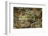 Barred Serrano-Hal Beral-Framed Photographic Print