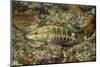 Barred Serrano-Hal Beral-Mounted Photographic Print