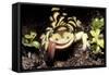 Barred Tiger Salamander Eating Earthworm-null-Framed Stretched Canvas