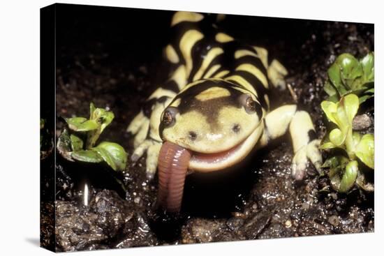 Barred Tiger Salamander Eating Earthworm-null-Stretched Canvas