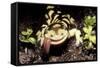 Barred Tiger Salamander Eating Earthworm-null-Framed Stretched Canvas