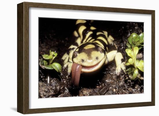 Barred Tiger Salamander Eating Earthworm-null-Framed Photographic Print