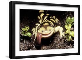 Barred Tiger Salamander Eating Earthworm-null-Framed Photographic Print