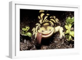 Barred Tiger Salamander Eating Earthworm-null-Framed Photographic Print