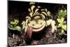 Barred Tiger Salamander Eating Earthworm-null-Mounted Photographic Print