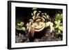 Barred Tiger Salamander Eating Earthworm-null-Framed Photographic Print