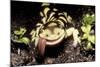 Barred Tiger Salamander Eating Earthworm-null-Mounted Photographic Print