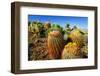 Barrel Cactus and Cholla in Plum Canyon, Anza-Borrego Desert State Park, Usa-Russ Bishop-Framed Photographic Print