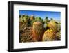 Barrel Cactus and Cholla in Plum Canyon, Anza-Borrego Desert State Park, Usa-Russ Bishop-Framed Photographic Print