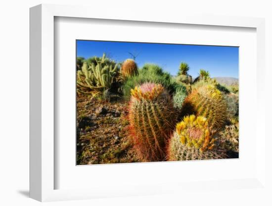 Barrel Cactus and Cholla in Plum Canyon, Anza-Borrego Desert State Park, Usa-Russ Bishop-Framed Photographic Print