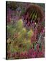 Barrel Cactus and Spring Landscape of Saguaro National Monument, Arizona, USA-Art Wolfe-Stretched Canvas