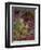 Barrel Cactus and Spring Landscape of Saguaro National Monument, Arizona, USA-Art Wolfe-Framed Photographic Print