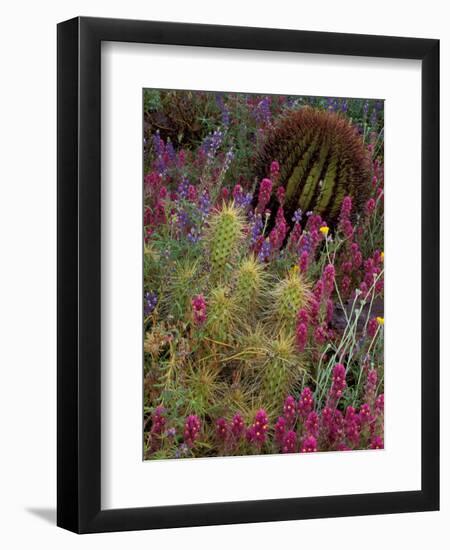 Barrel Cactus and Spring Landscape of Saguaro National Monument, Arizona, USA-Art Wolfe-Framed Photographic Print