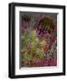 Barrel Cactus and Spring Landscape of Saguaro National Monument, Arizona, USA-Art Wolfe-Framed Photographic Print