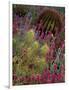 Barrel Cactus and Spring Landscape of Saguaro National Monument, Arizona, USA-Art Wolfe-Framed Photographic Print