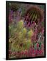 Barrel Cactus and Spring Landscape of Saguaro National Monument, Arizona, USA-Art Wolfe-Framed Photographic Print