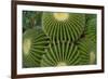 Barrel Cactus II-Charles Bowman-Framed Photographic Print