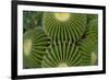 Barrel Cactus II-Charles Bowman-Framed Photographic Print