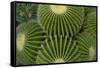 Barrel Cactus II-Charles Bowman-Framed Stretched Canvas