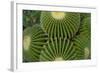 Barrel Cactus II-Charles Bowman-Framed Photographic Print